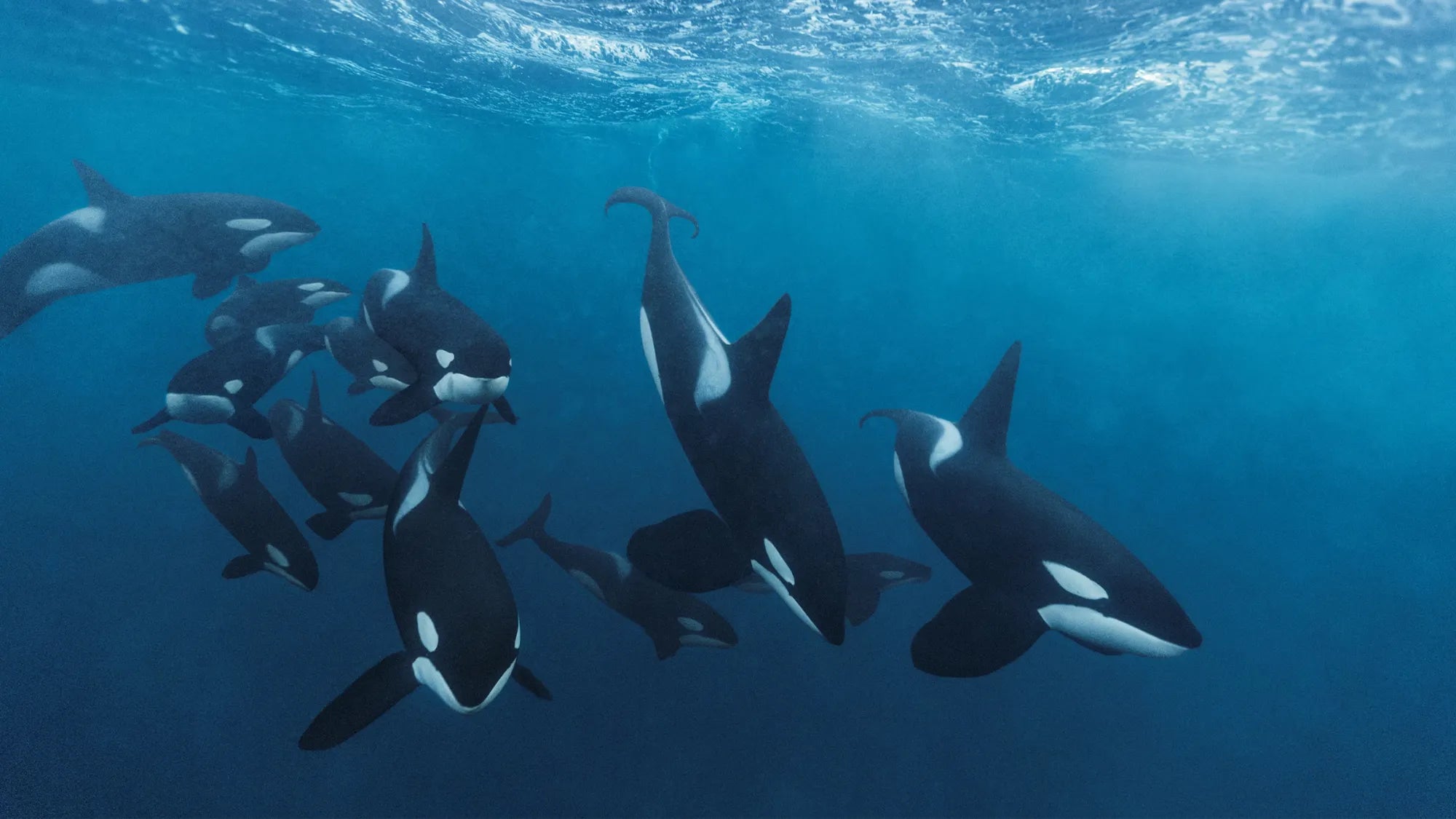 Family of orcas swimming underwater. 