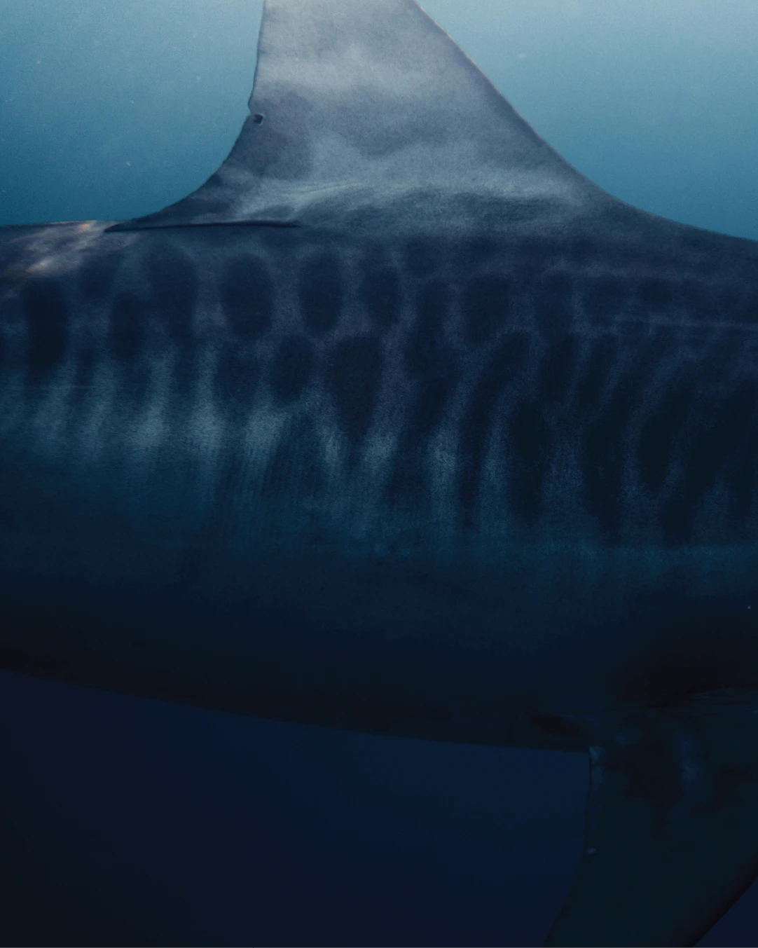 Close-up of a tiger shark's dorsal fin underwater