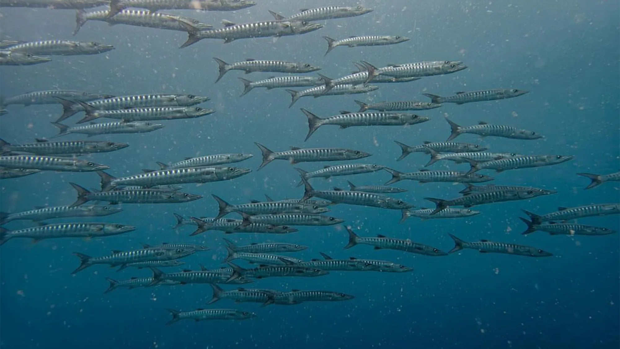 A large school of wahoo fish swimming gracefully in the deep blue ocean, aligned in a structured formation. The scene is filled with small particles, enhancing the underwater ambiance.