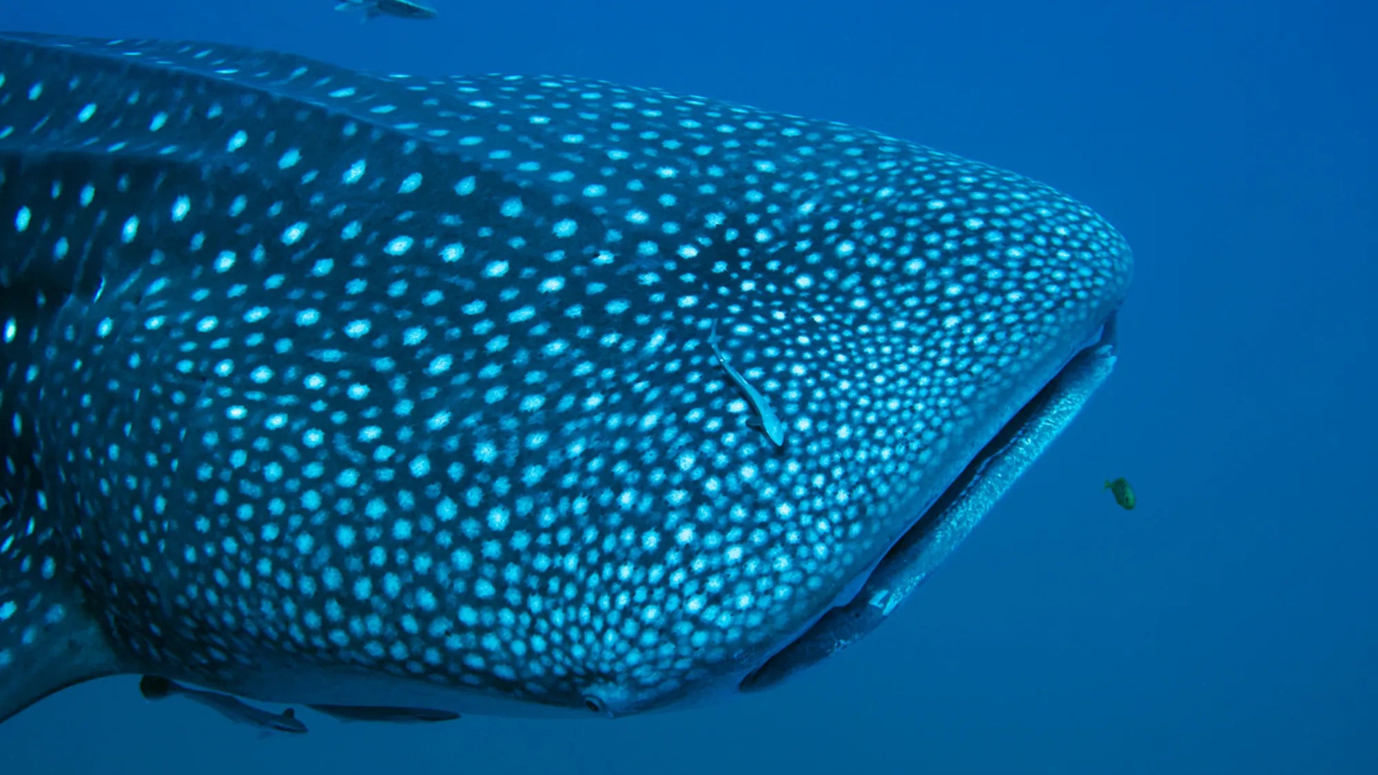 Close-up of a whale shark swimming underwater, showing its distinctive spotted pattern.