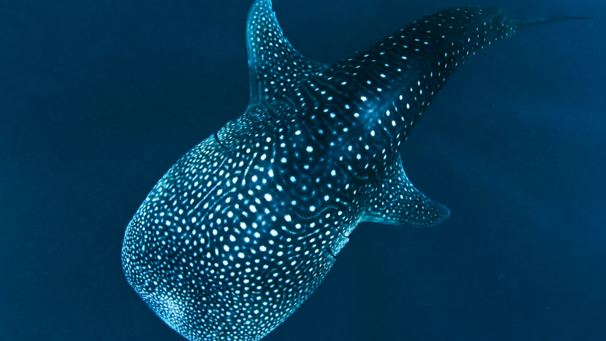 A whale shark swimming in deep blue ocean water, with its distinctive white spots and spotted pattern clearly visible.