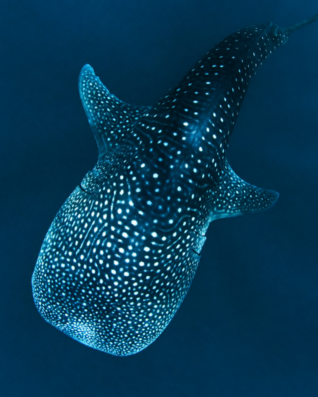 A close-up underwater photograph of a whale shark, showing its blue-gray body covered in white spots against a dark blue ocean background.