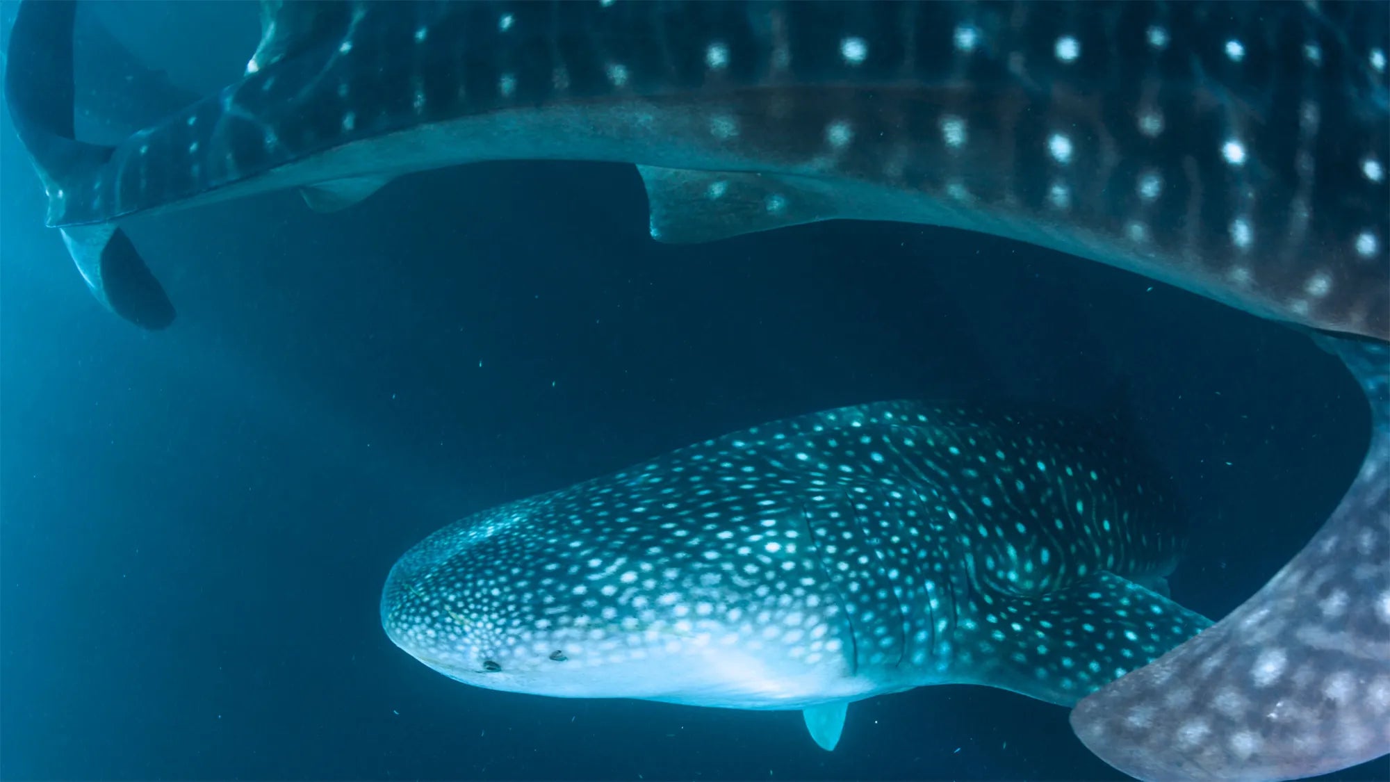 Whale sharks swimming together underwater, showing their distinctive spotted patterns in deep blue ocean light.