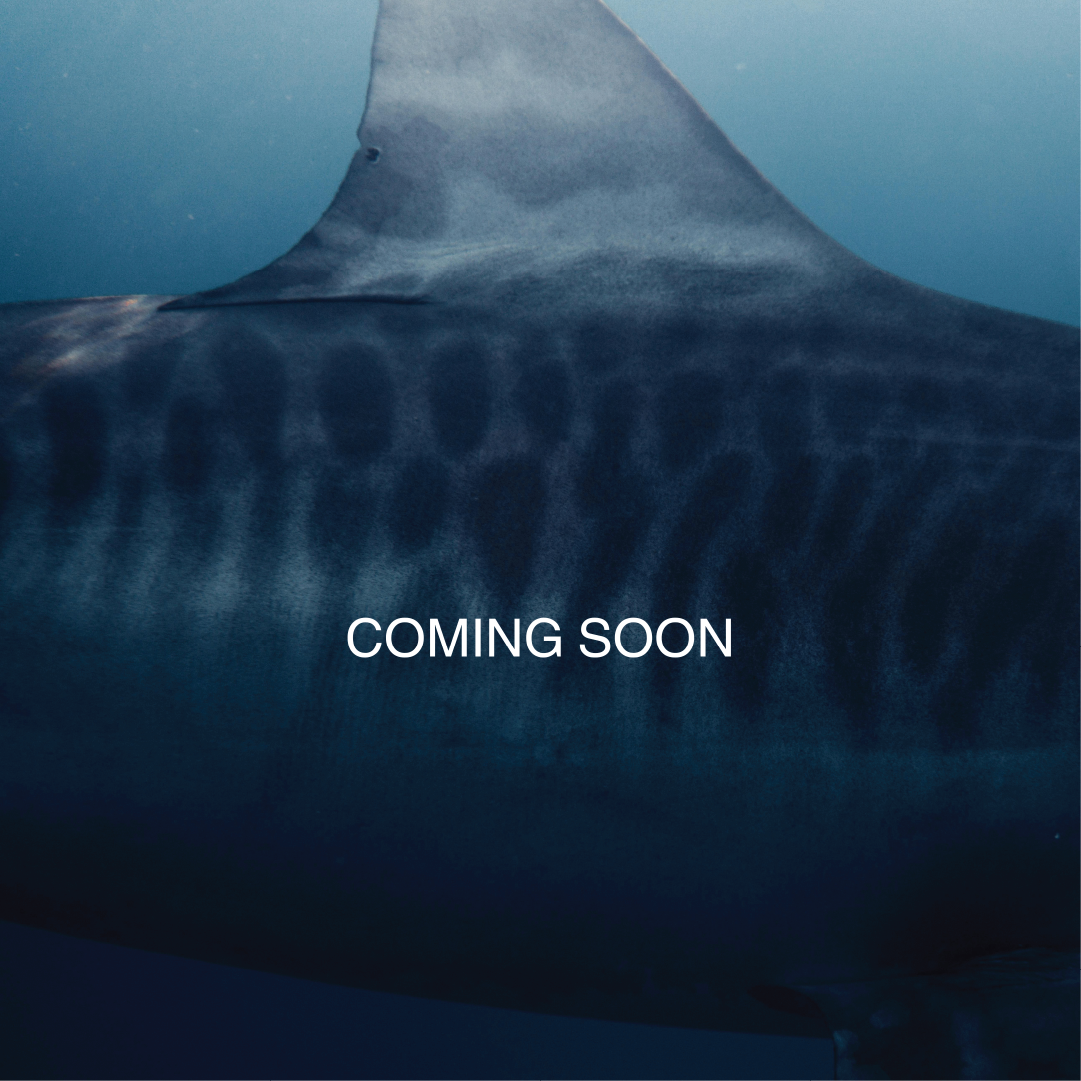 Close up tiger shark with over lay text saying coming soon.