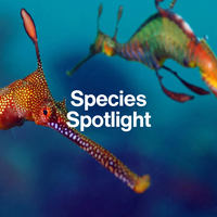 Two colorful dragonfish with the text 'Species Spotlight' on a blue background