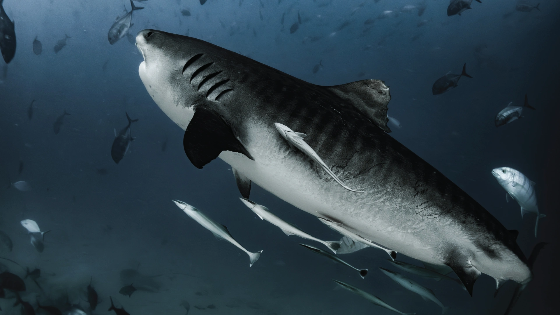 Tiger Shark swimming in dark blue water with fish around.