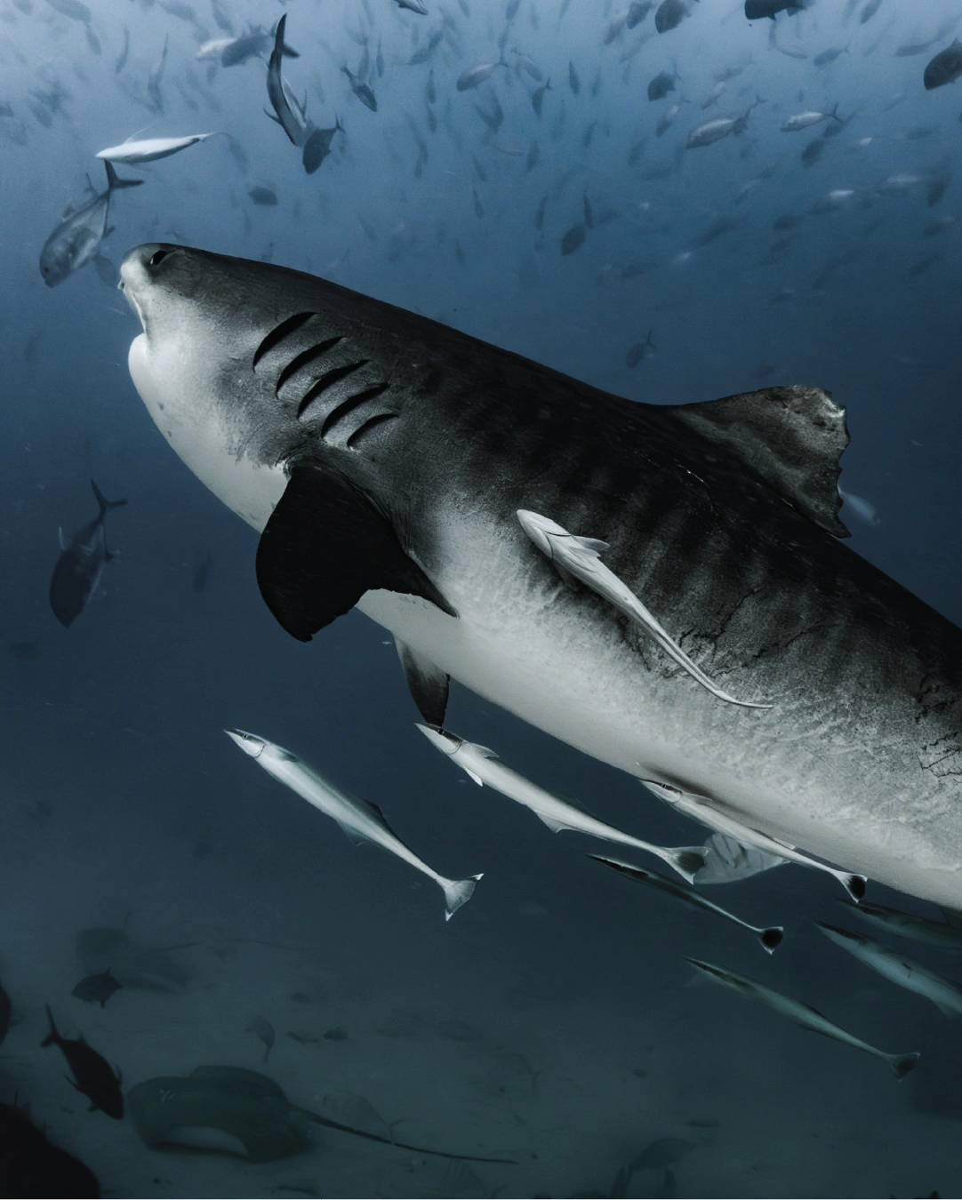 Tiger Shark swimming in clear blue water