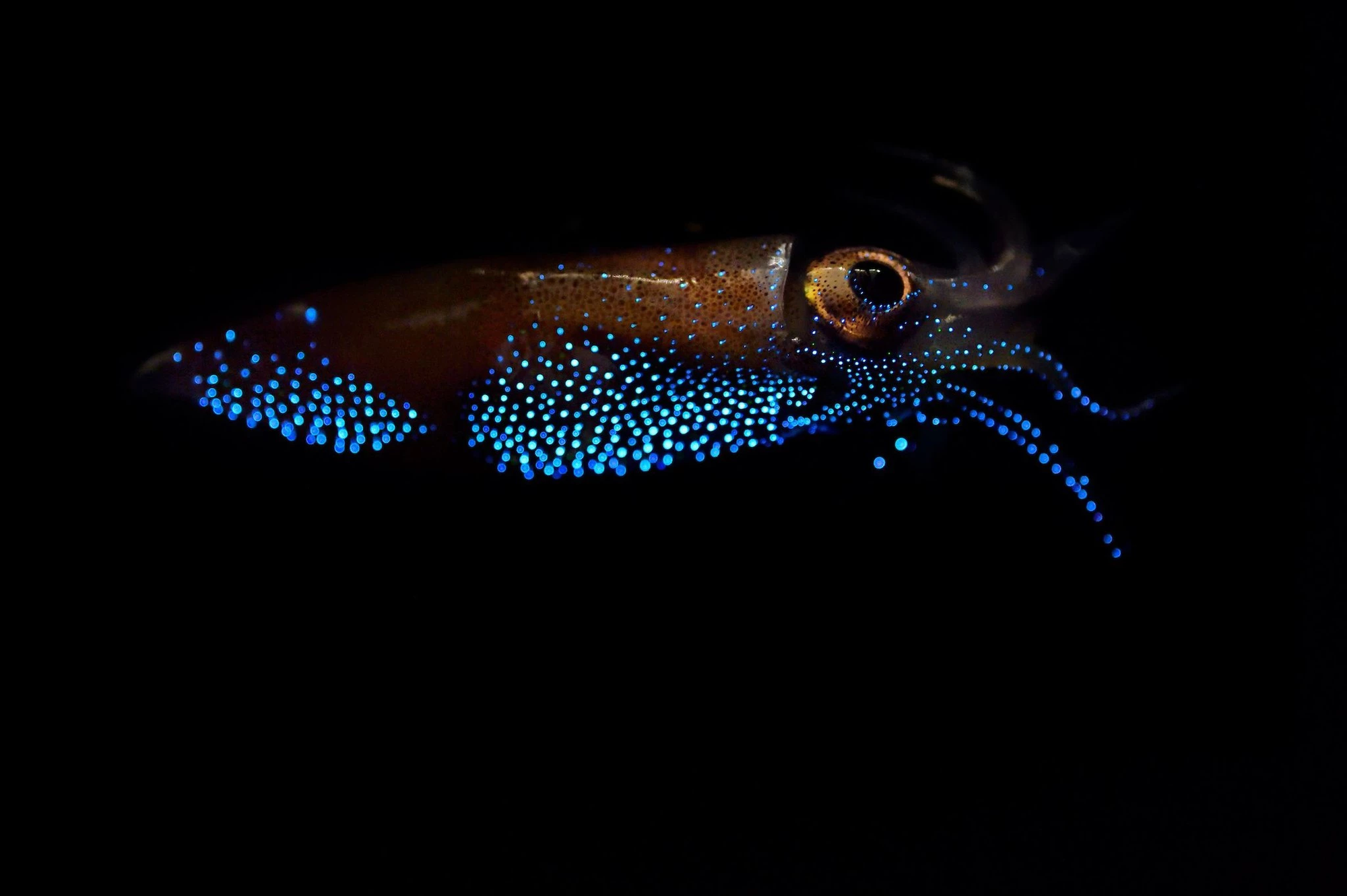 Deep-sea squid can squirt a glowing cloud of bioluminescent ink