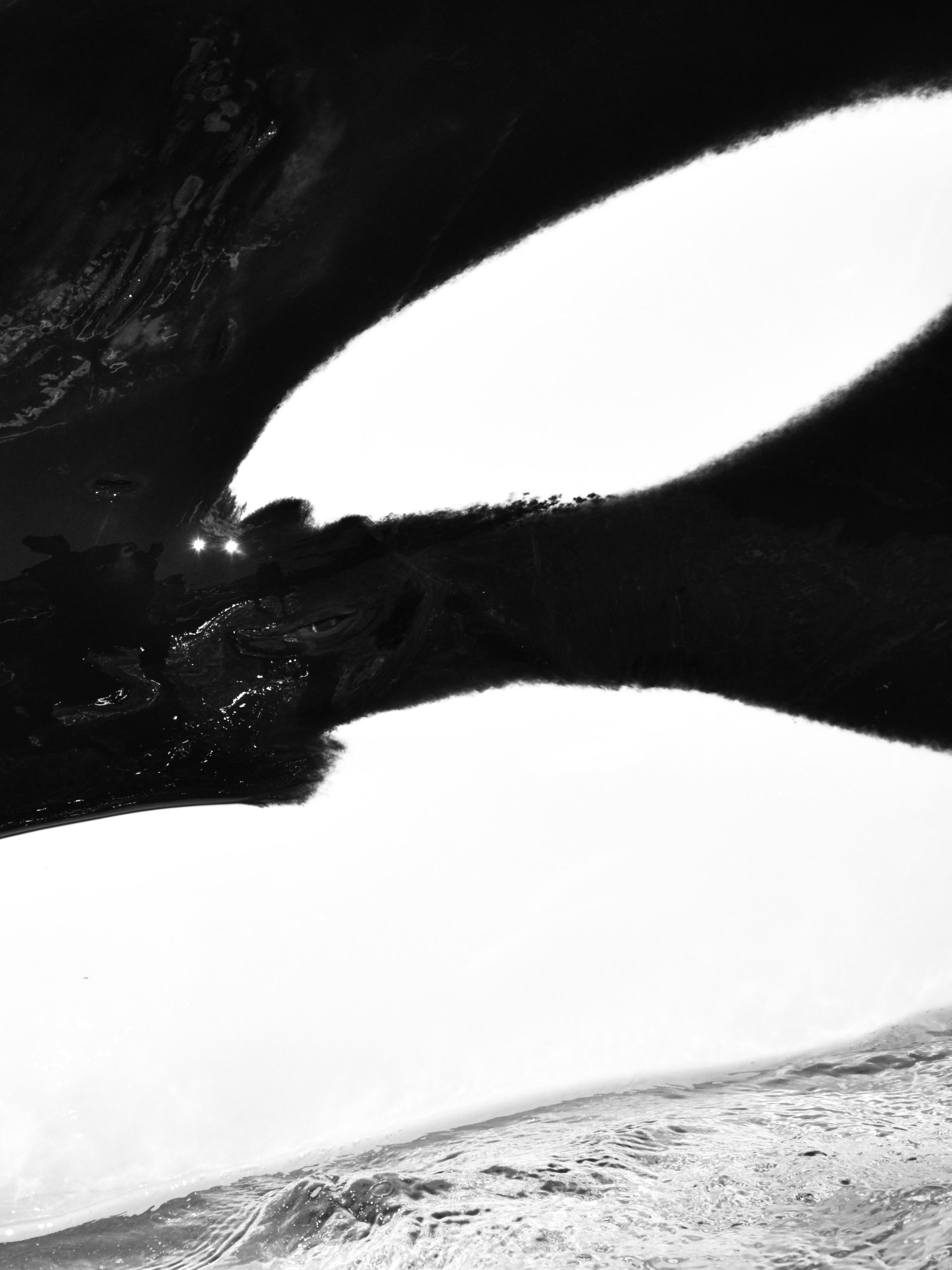 orca close up eye