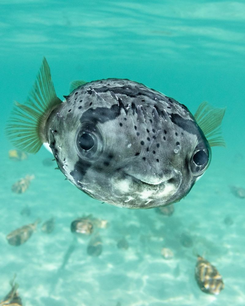 puffer_fish_smiling_cute