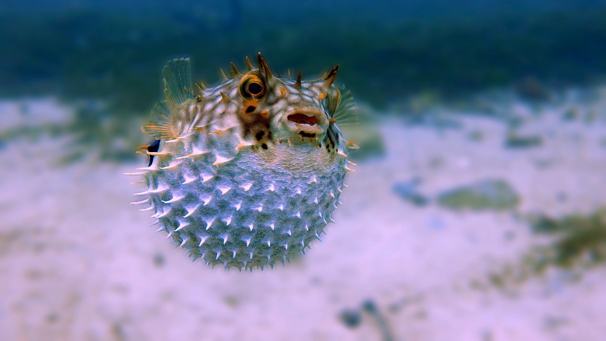 pufferfish
