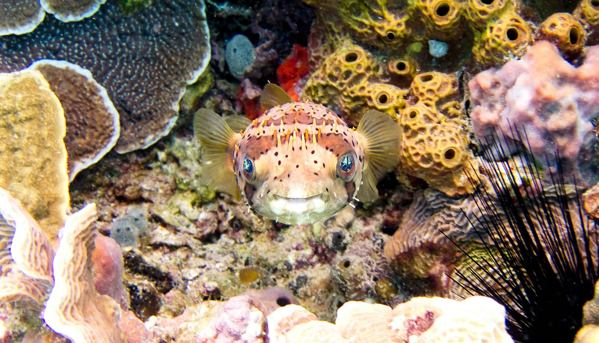 pufferfish_coral_reef