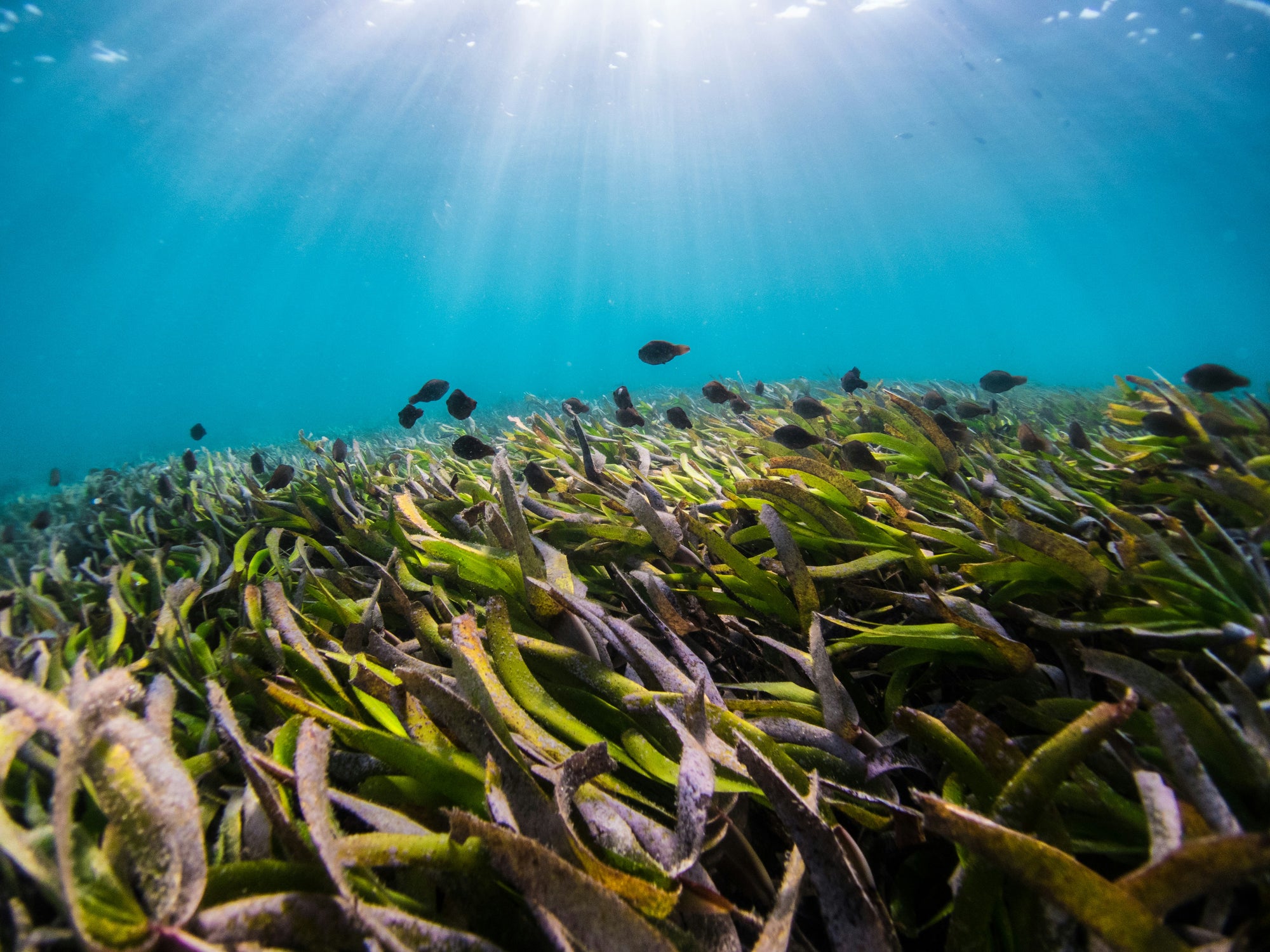 underwater_seagrass_fish